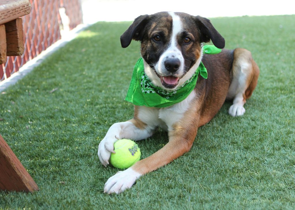 A dog sits on a lawn with a green bandana around its neck and a tennis ball under its paw for an a 2025 National Pet Day article on pet-safe home and lawn products.